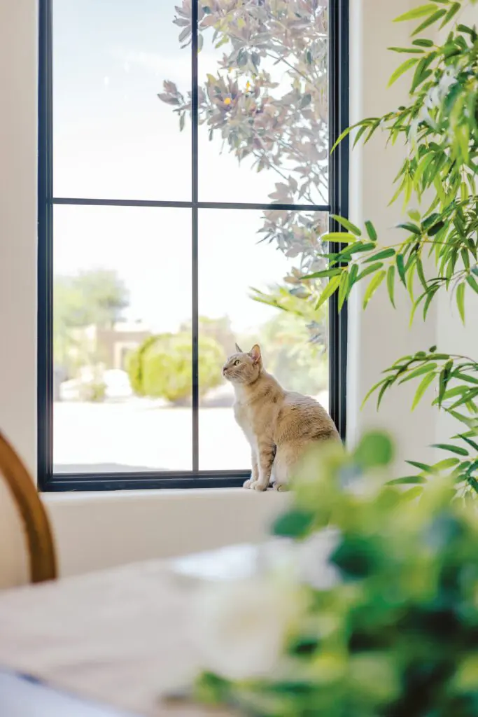 infinity fiberglass windows